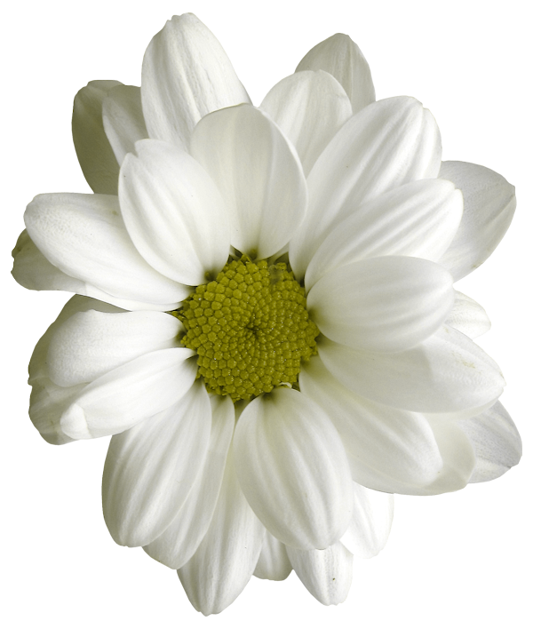  marguerite / gerbera