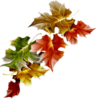 FEUILLES ( Automne)