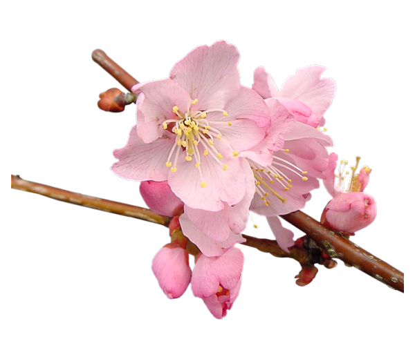 Tubes fleurs  / branches fleuries