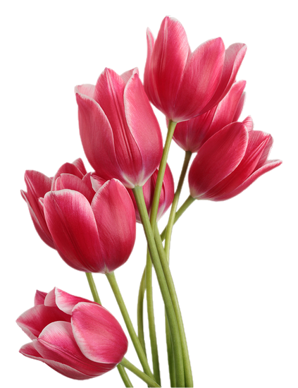 Fleurs  ( Tulipes )