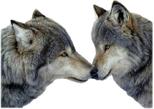 Loups