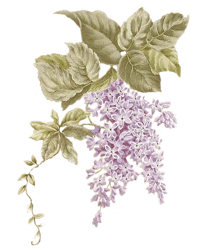 FLEURS  (Lilas)