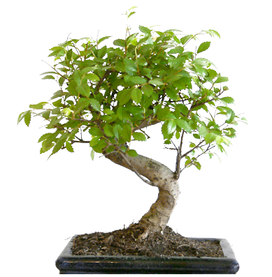 Bonsai