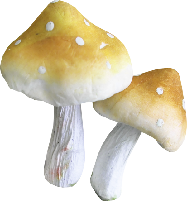 Champignons