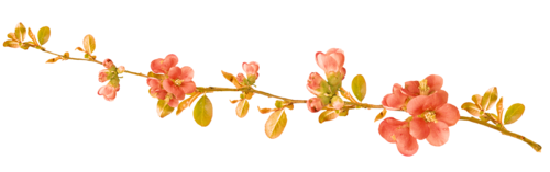 Fleurs ( branches )