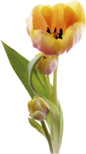 Tulipe