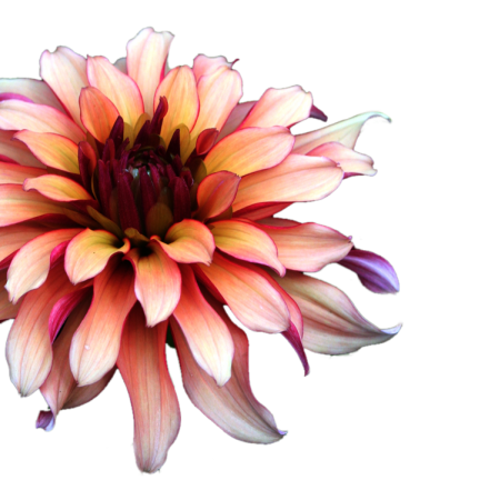  marguerite / gerbera