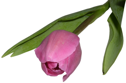 Tulipe