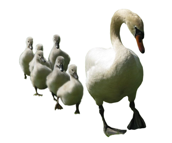 Cygne