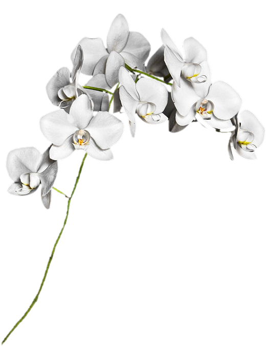 TUBES FLEURS ( Orchidées )