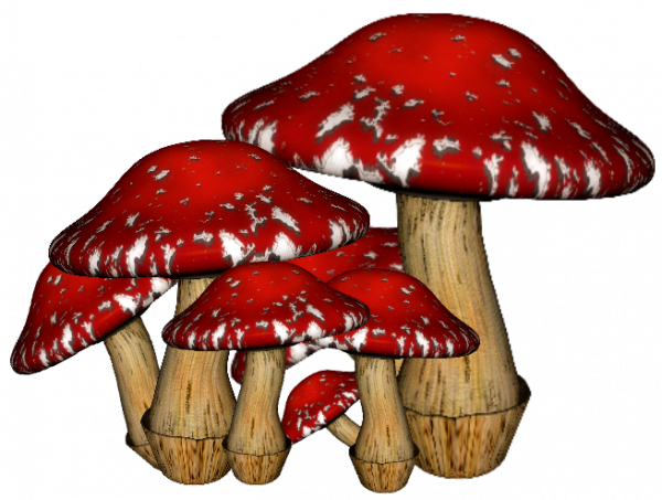 Champignons