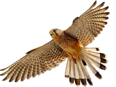 Rapace