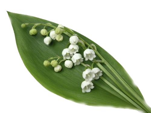 TUBES FLEURS ( MUGUET ) 1