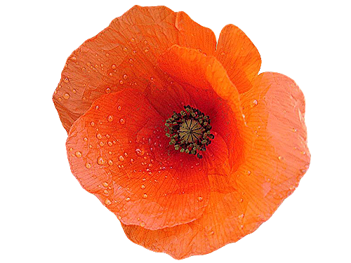 Coquelicot / pavot etc