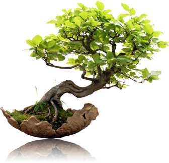 Bonsai