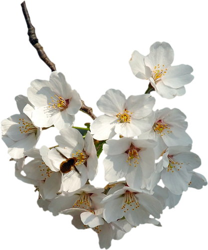 Fleurs ( branches )