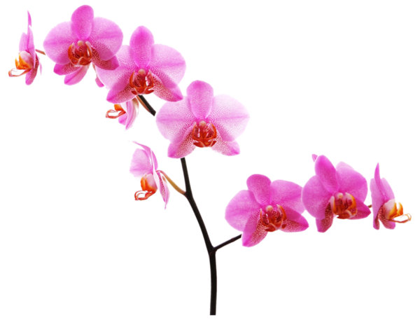 clipart gratuit orchidée - photo #47