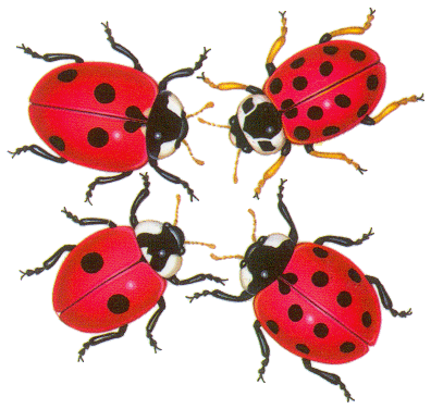 COCCINELLES