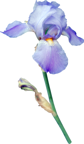 IRIS