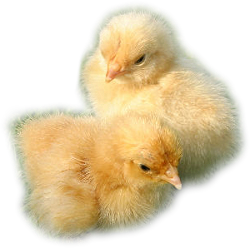 POUSSINS