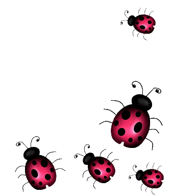 Coccinelle