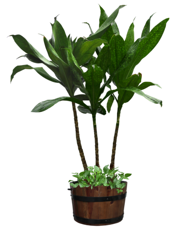 Plante verte