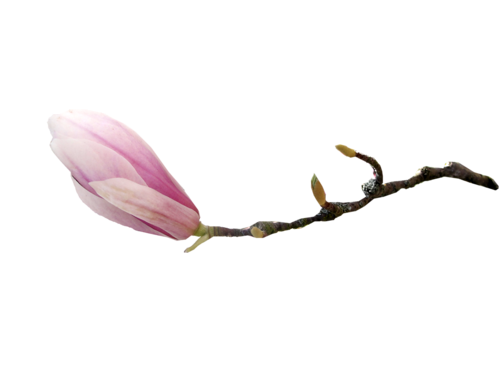 TUBES FLEURS  ( Magnolia )