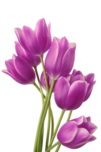 Tulipe