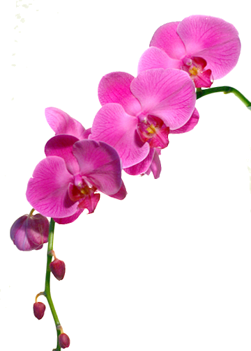 clipart gratuit orchidée - photo #30